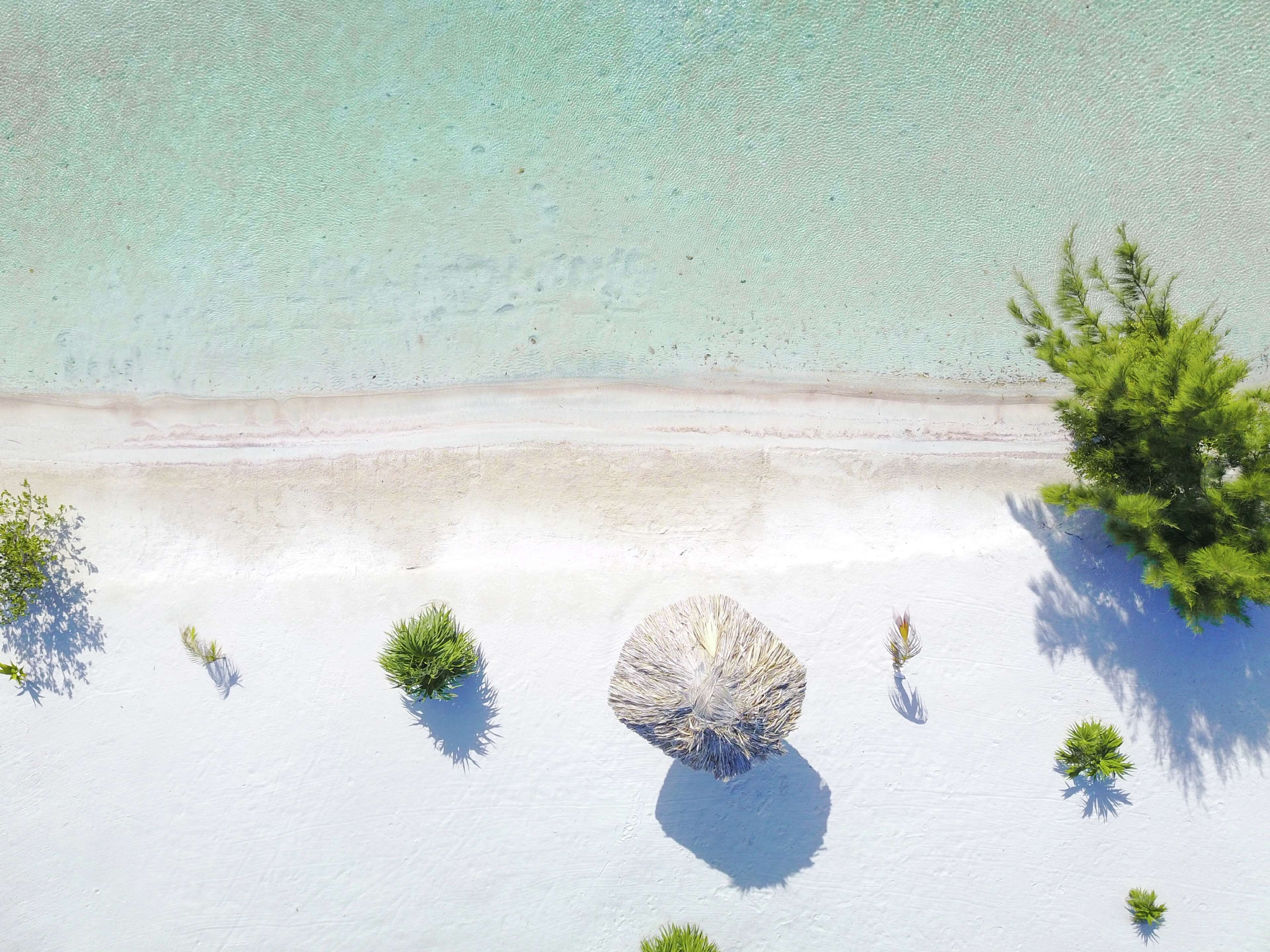 An aerial view of a beach with clear turquoise water, white sand, and scattered green plants.