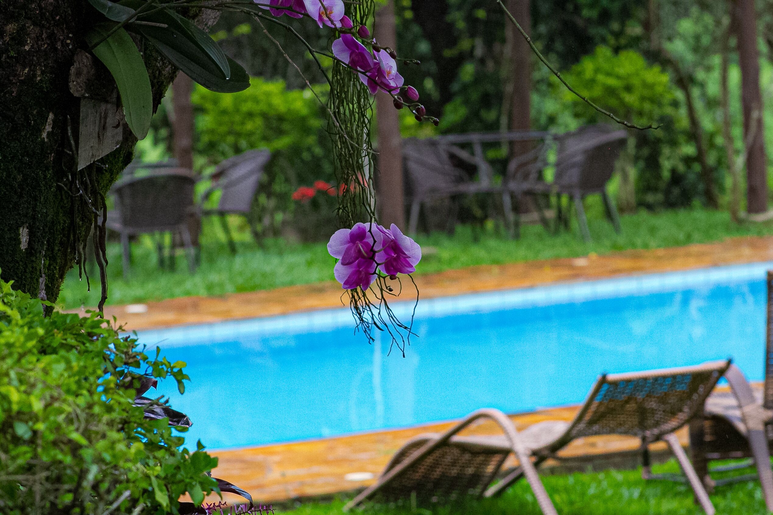 Una piscina al aire libre, camas de piscina gratis, sombrillas