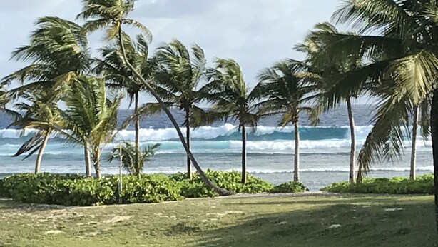 Une zone herbeuse avec des palmiers et une vue sur l’océan.