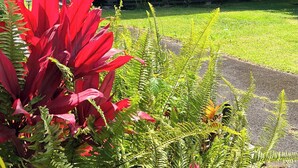 A light blue house with a metal roof, surrounded by lush greenery and red plants. - Great Location, Clean, Beachy 1BR Cottage (Haiku-Pauwela)
