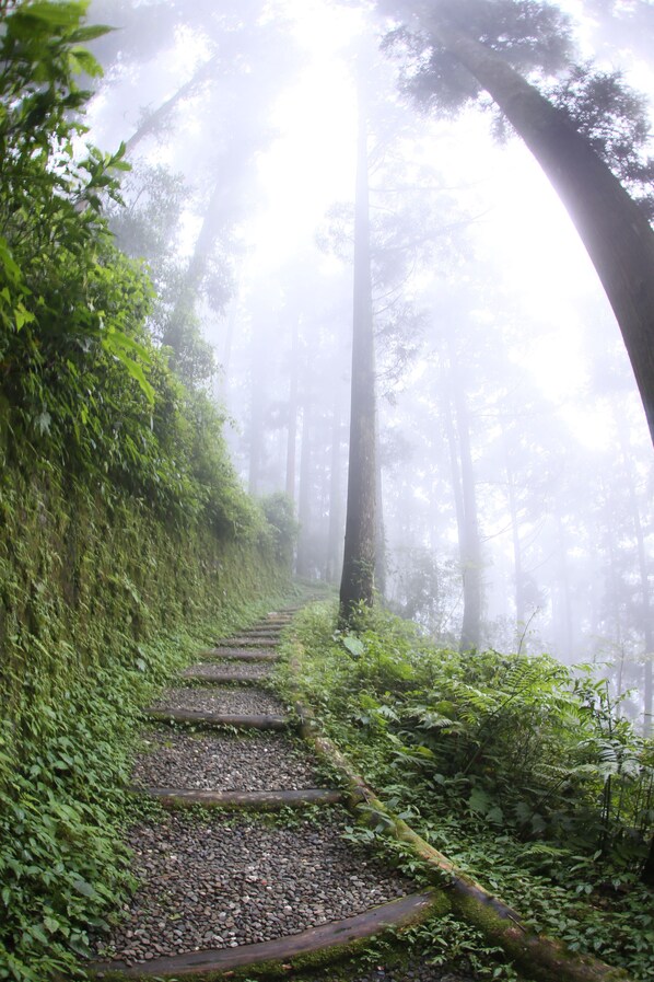 A forest path with a wooden staircase surrounded by dense greenery and fog. - Long Yun Farm (Zhuqi)