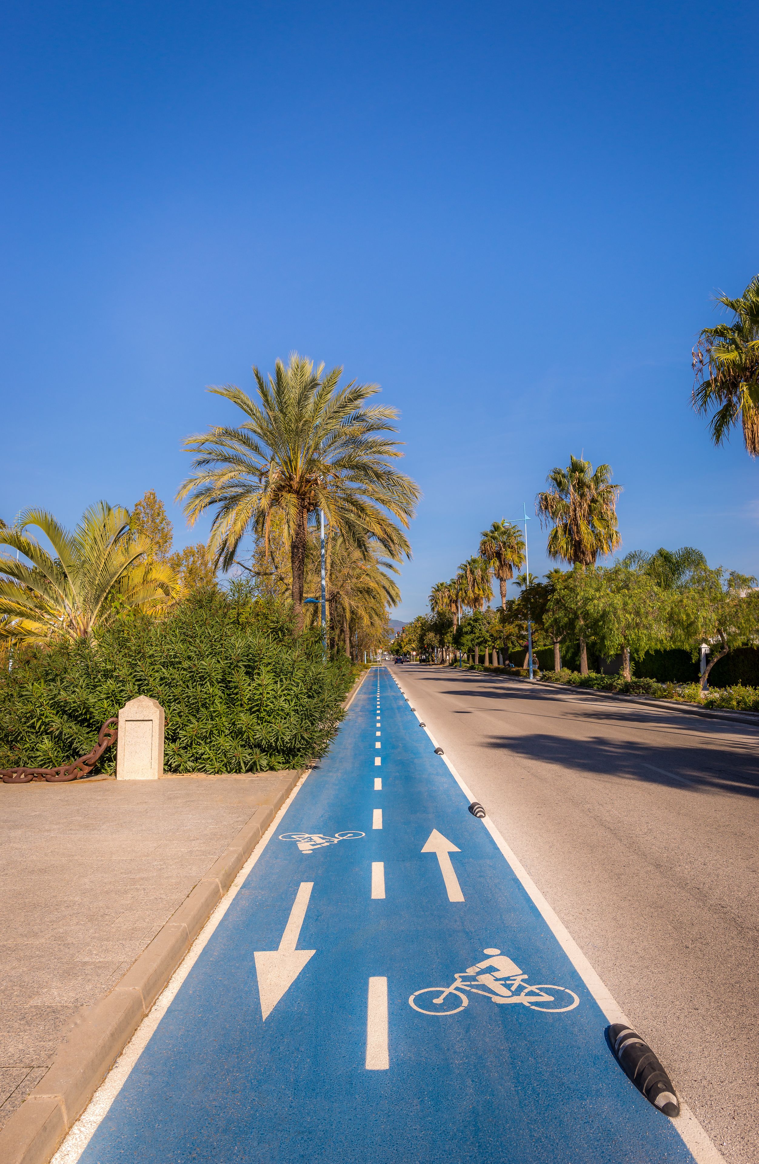 A clear blue bike lane with directional arrows and a cyclist symbol, flanked by palm trees and a sidewalk.