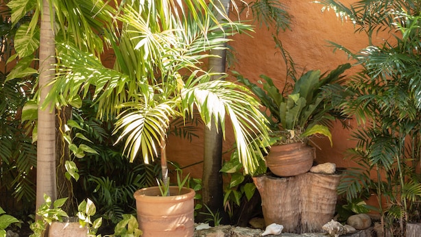 Un espace jardin aménagé avec des plantes en pot, un palmier et un mur en pierre.