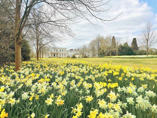Een veld met narcissen voor een gebouw met een symmetrische gevel en een centrale ingang.