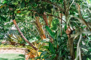 Garden - Balmoral Queenslander (Balmoral)