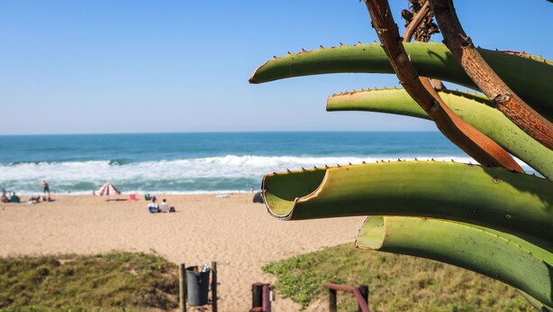 Una playa con un paseo marítimo de madera que conduce al océano, rodeada de plantas verdes y un cielo azul claro.