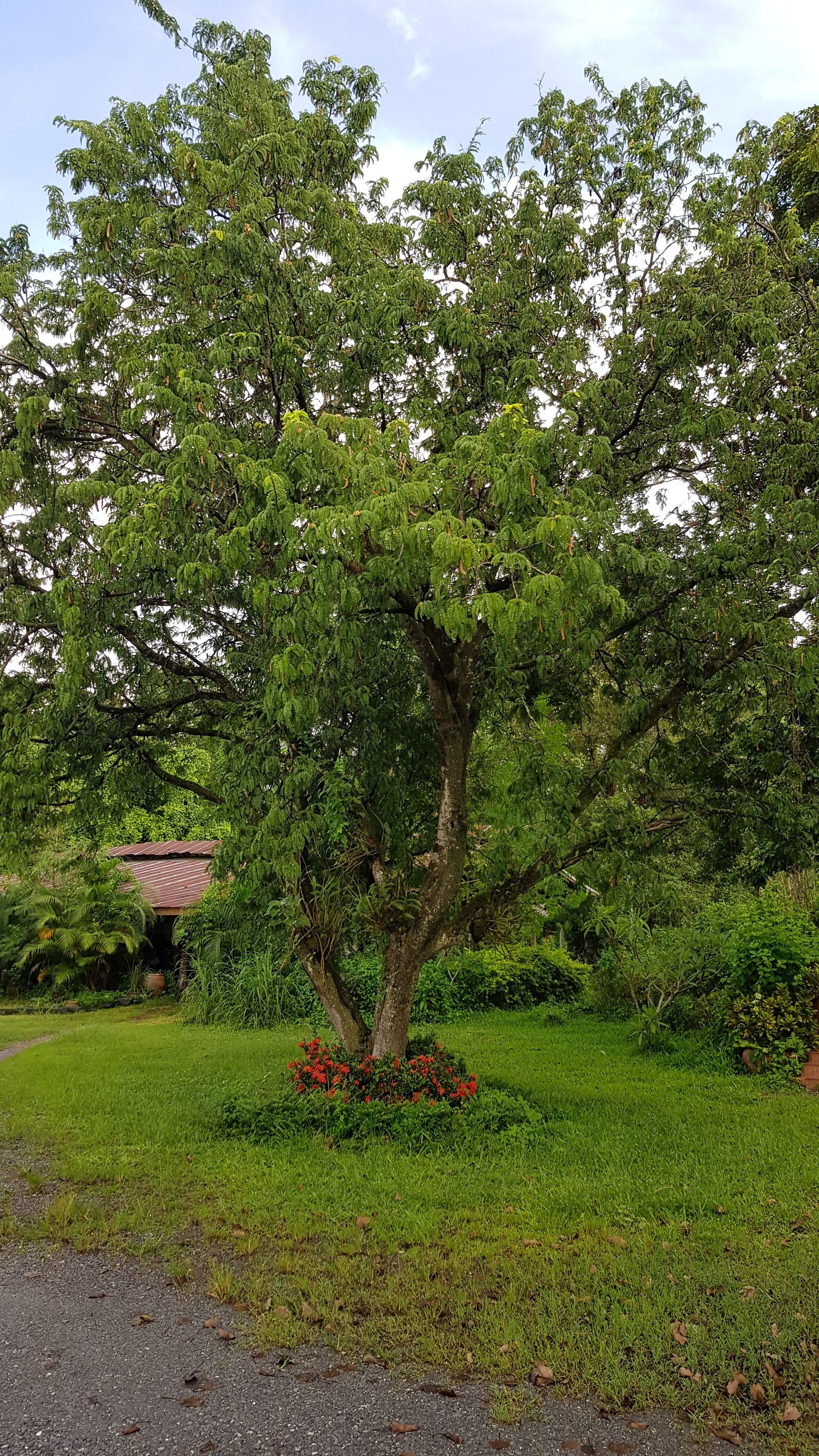 A tree with a well-maintained lawn and a small garden with red flowers in front.