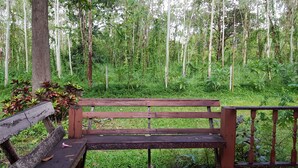 Un banc en bois, situé dans une zone boisée, avec en arrière-plan une végétation dense et de nombreux arbres.