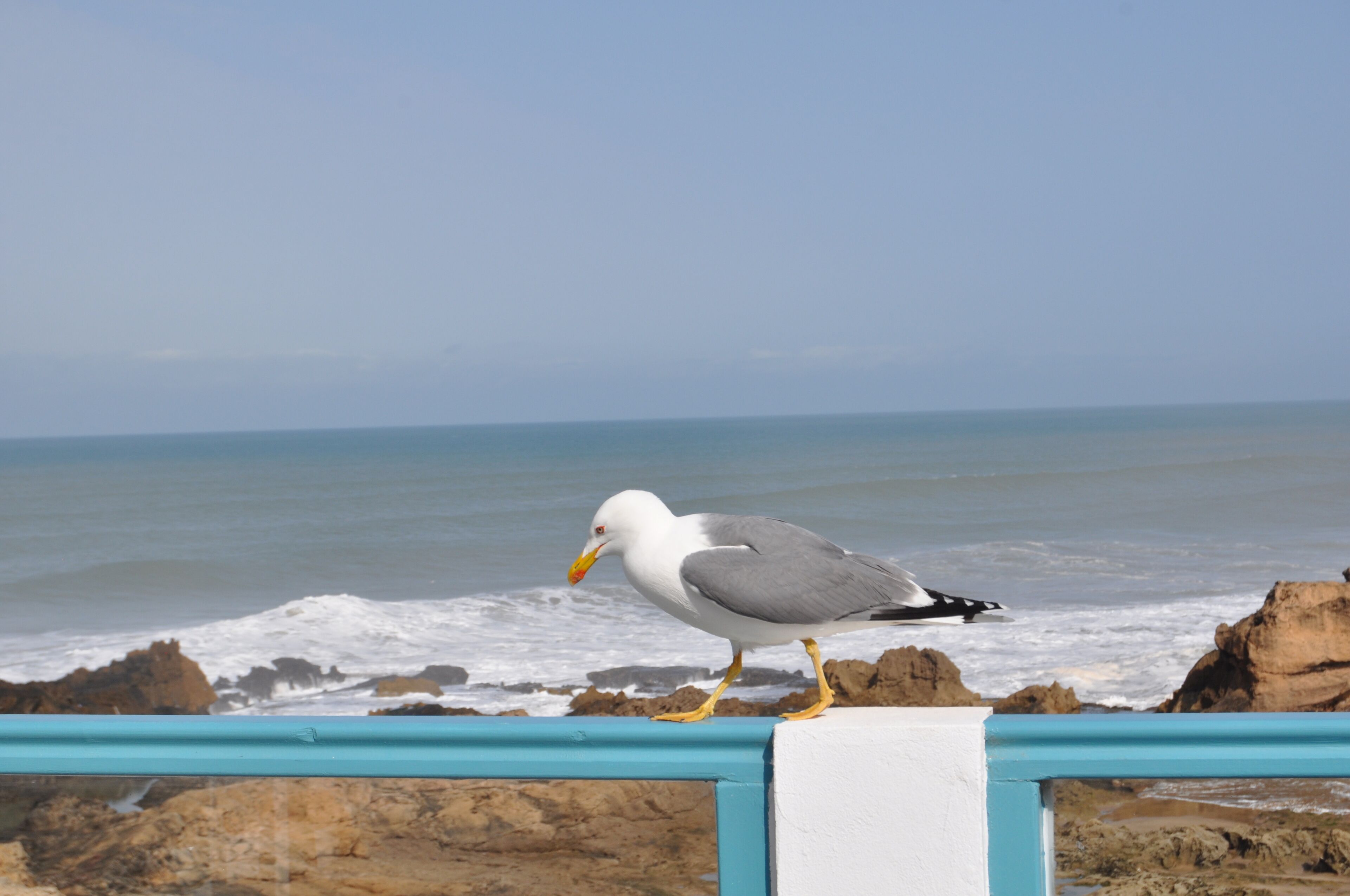 Un goéland perché sur une rambarde, au bord de l’océan.