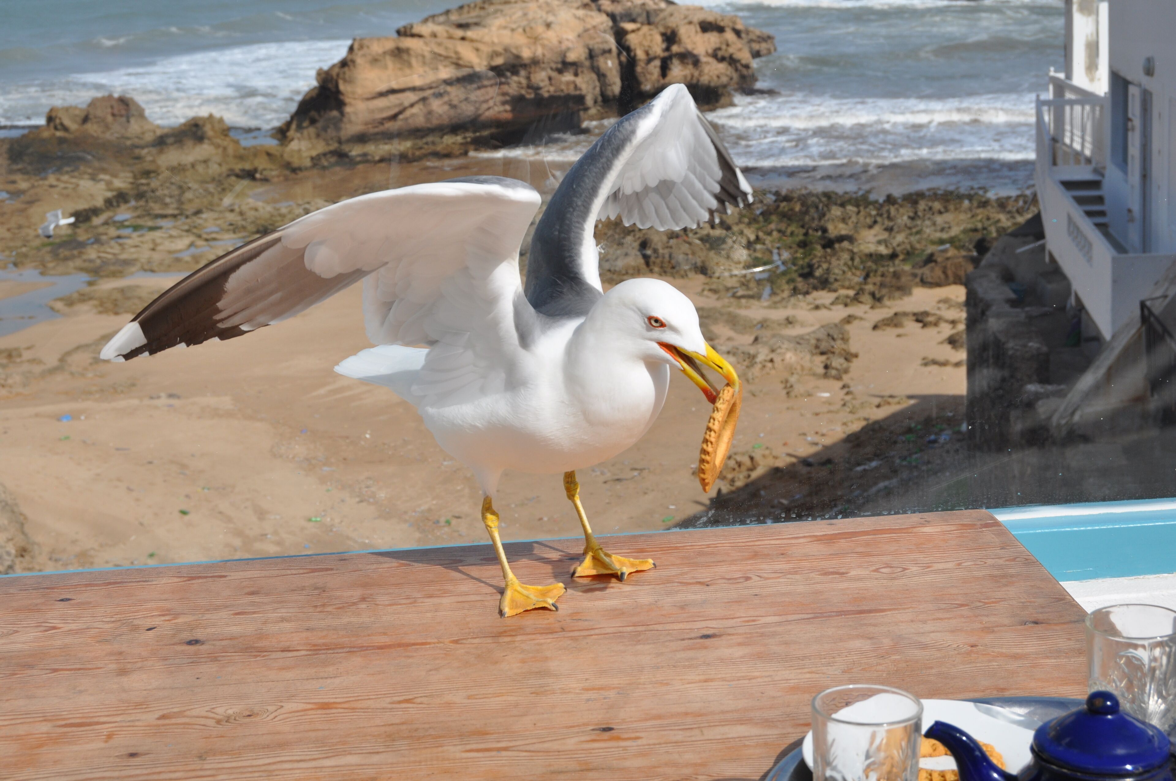 Una gaviota de pico amarillo posada sobre una cubierta de madera con vista a una playa con rocas y olas.