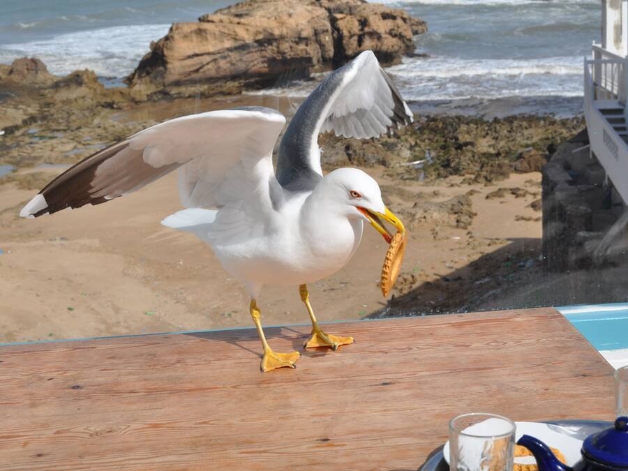 Una gaviota de pico amarillo posada sobre una cubierta de madera con vista a una playa con rocas y olas.