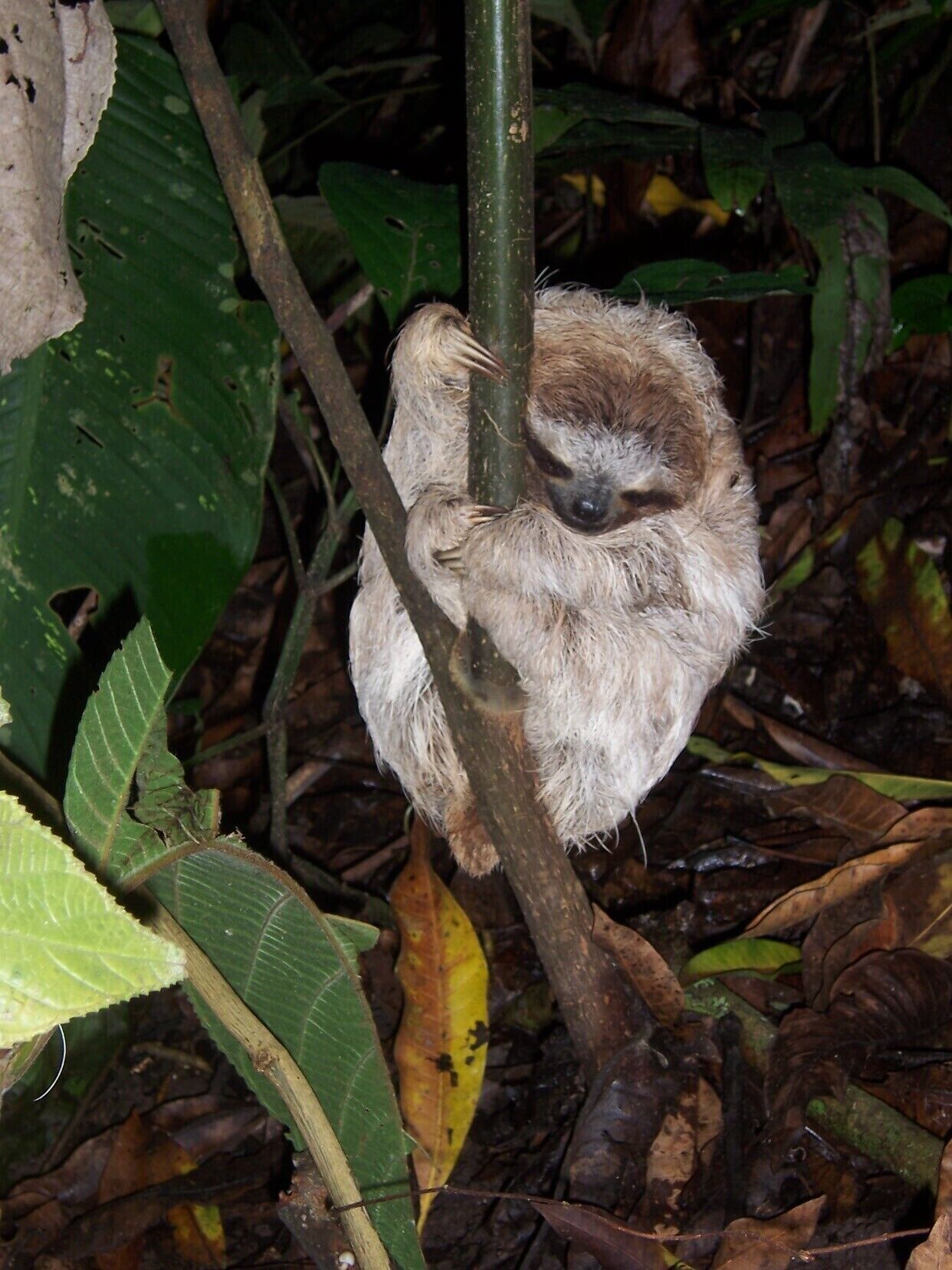 A sloth clinging to a tree branch in a dense, leafy environment.