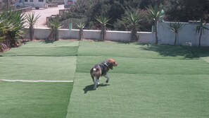 Een hond rent over een groen gazon, met een witte muur en palmbomen op de achtergrond.
