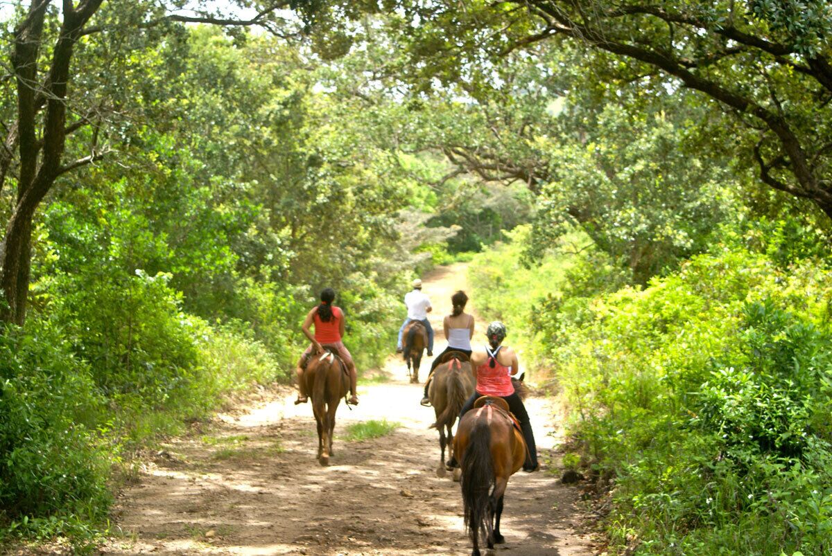 Un sendero de tierra rodeado de abundante vegetación.