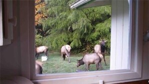 On peut voir, à travers la fenêtre, un espace verdoyant où se trouvent plusieurs cerfs.