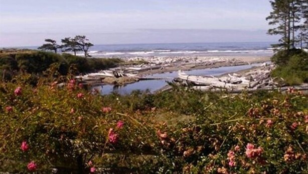 Un paysage côtier avec une plage, une côte rocheuse et un arbre.
