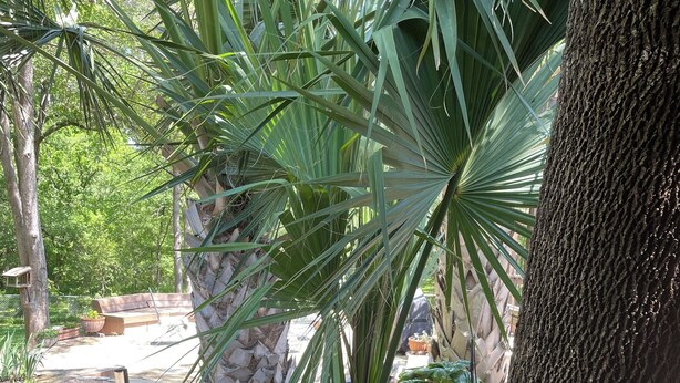 A garden with a palm tree, a small tree, and a bird feeder. - Perfect for work or fun! 1 NIGHT RENTAL AVAILABLE! (College Station)
