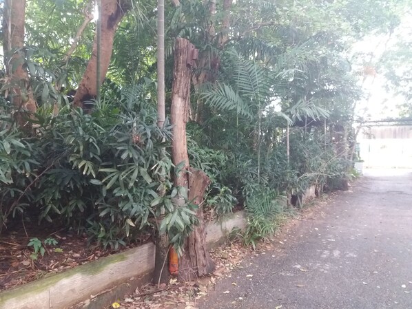 A roadside with dense foliage and a concrete barrier.