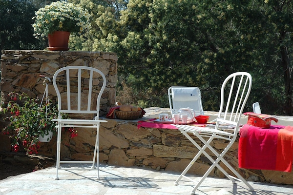 mimosas en fleur au printemps