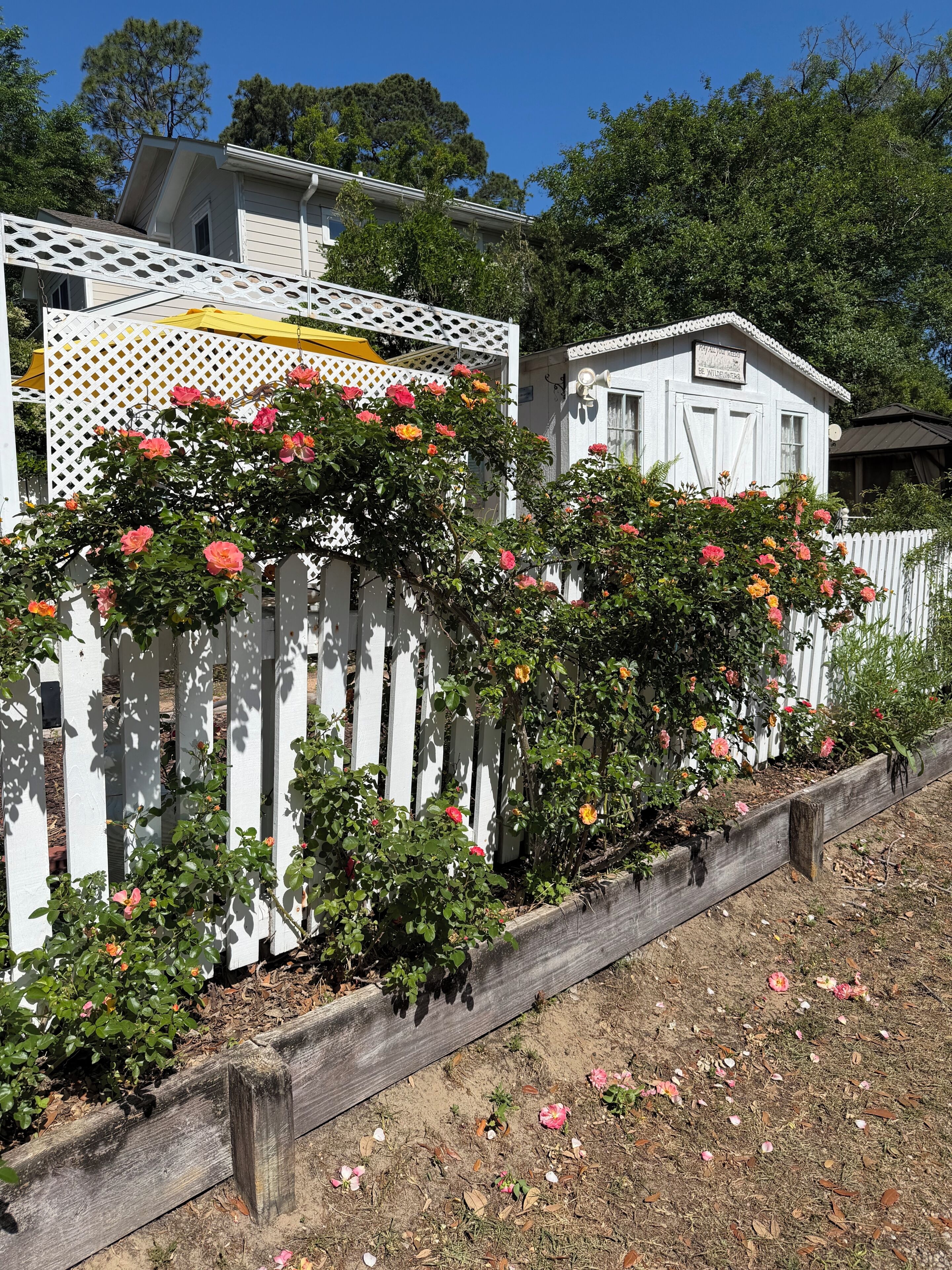 Une clôture en bois peinte en blanc, ornée de rosiers grimpants, et un bâtiment blanc avec une enseigne.