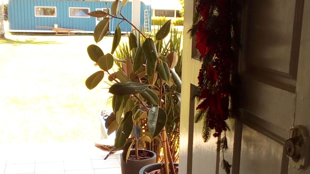 Una porta amb un estriat vermell, plantes en testos i una estructura blava al fons.