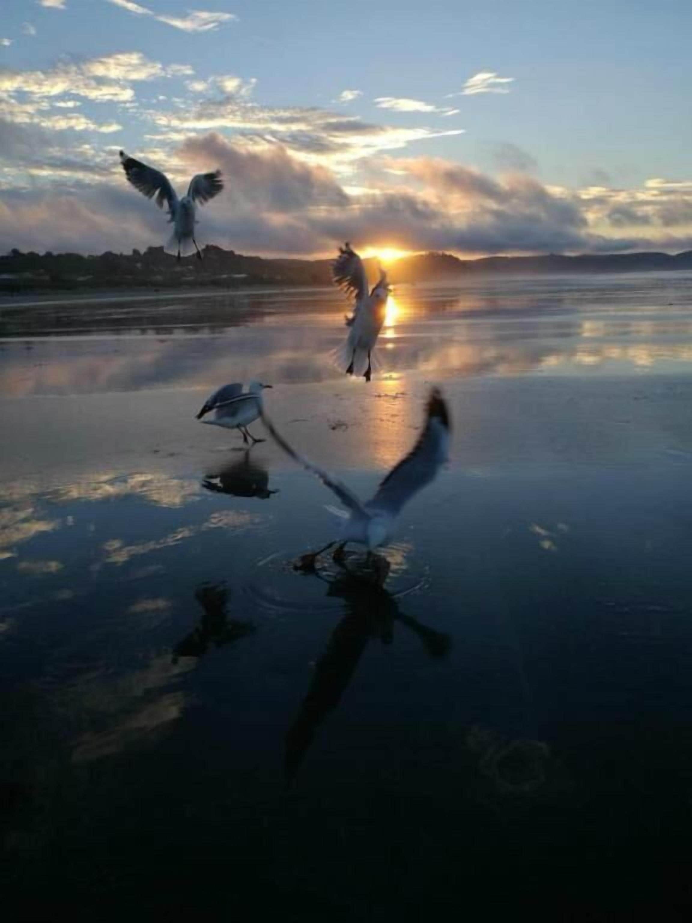 Tramonto su un'acqua calma con uccelli in volo.