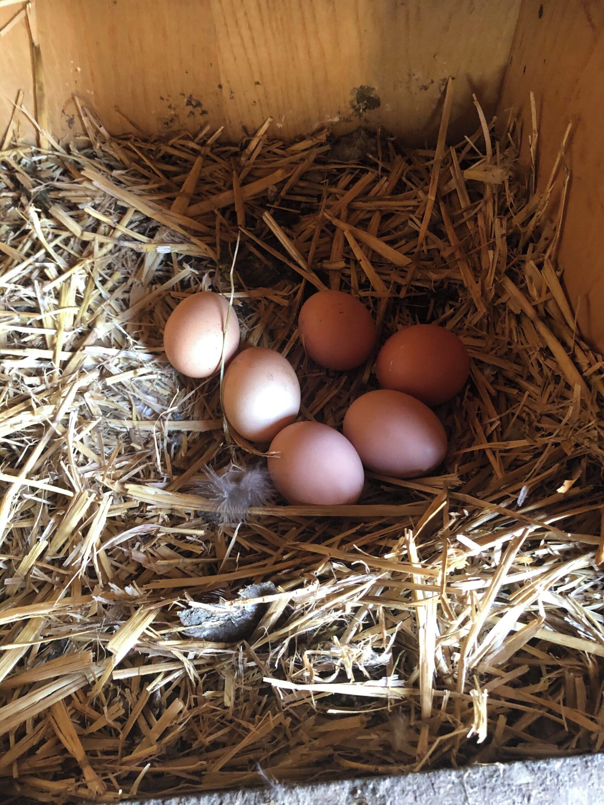 A nest with five eggs in a straw-filled box.