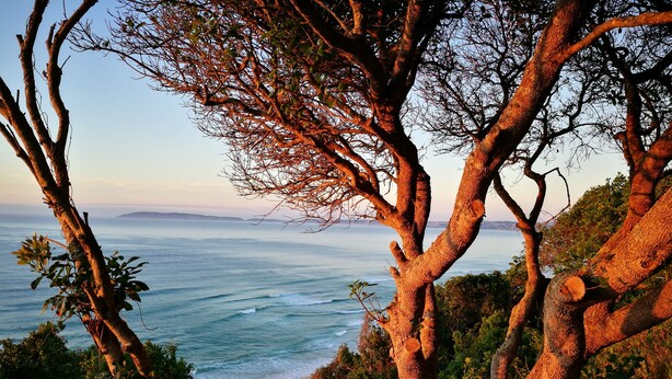 A coastal landscape with a prominent tree in the foreground and a view of the ocean. - Gulls Way (The Crags)
