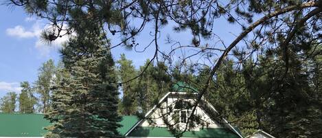 A white building with a green roof, surrounded by tall pine trees.