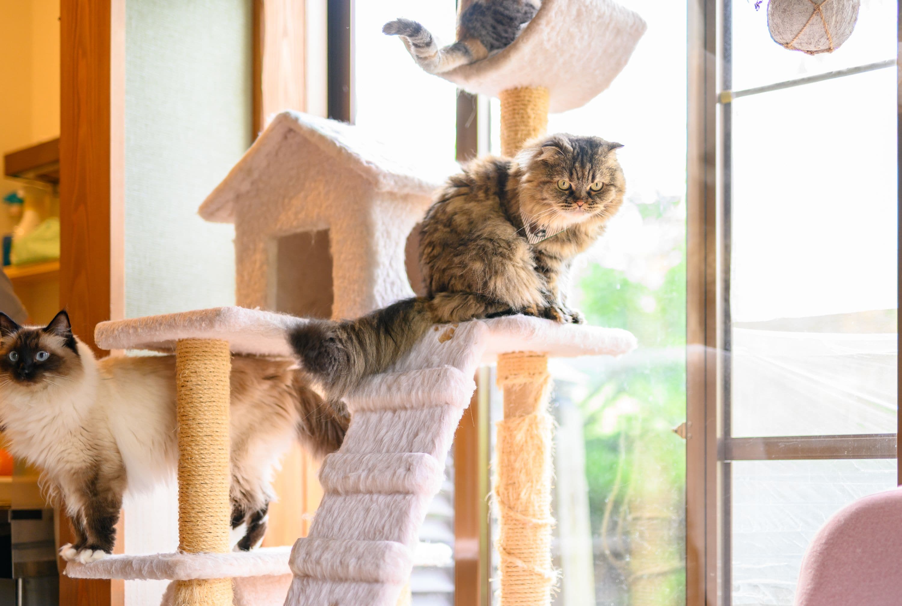 A cat tree with multiple levels and a house-shaped platform.