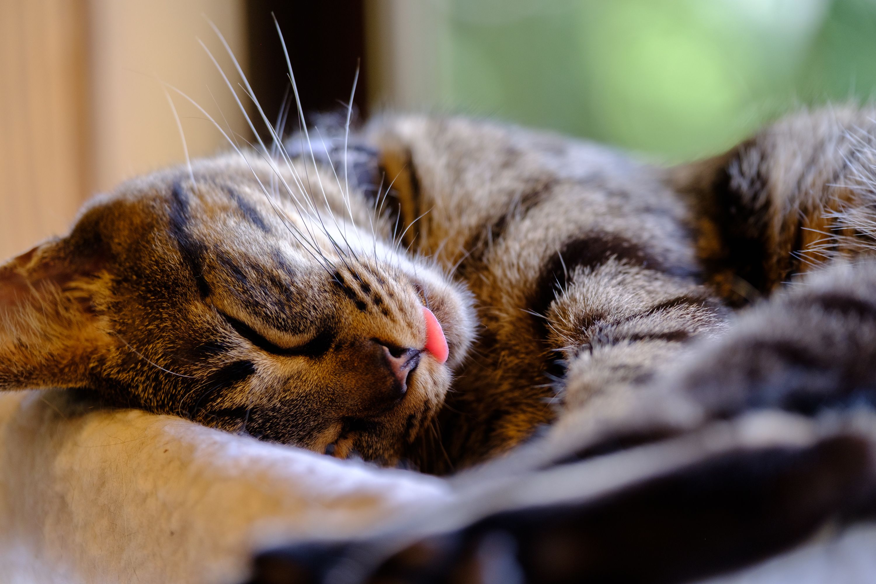 A close-up of a sleeping cat with visible whiskers and fur patterns.