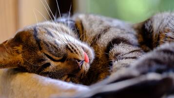 A close-up of a sleeping cat with visible whiskers and fur patterns.