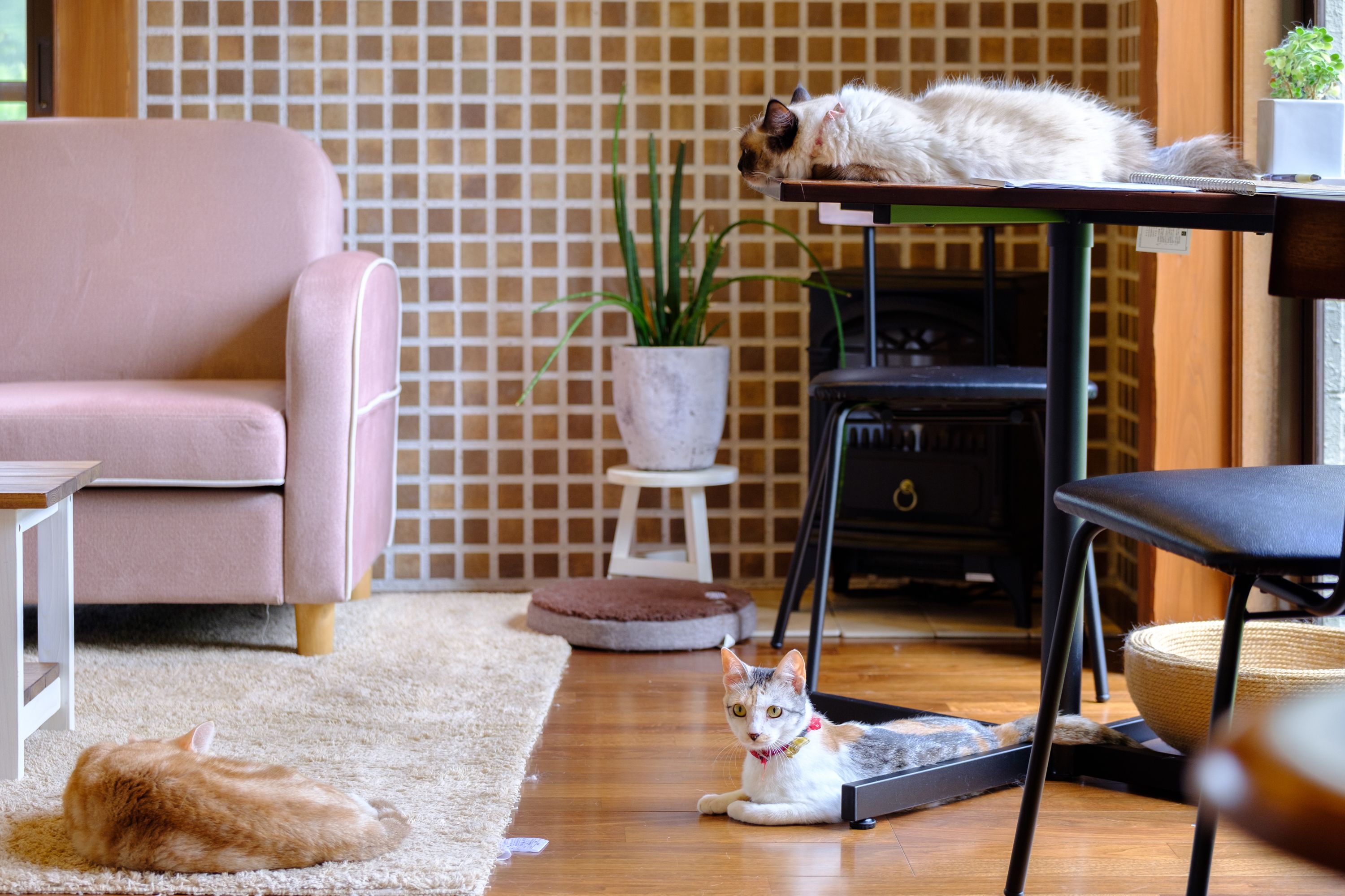 A cozy living room with a pink sofa, a cat on a table, and a cat bed on the floor.