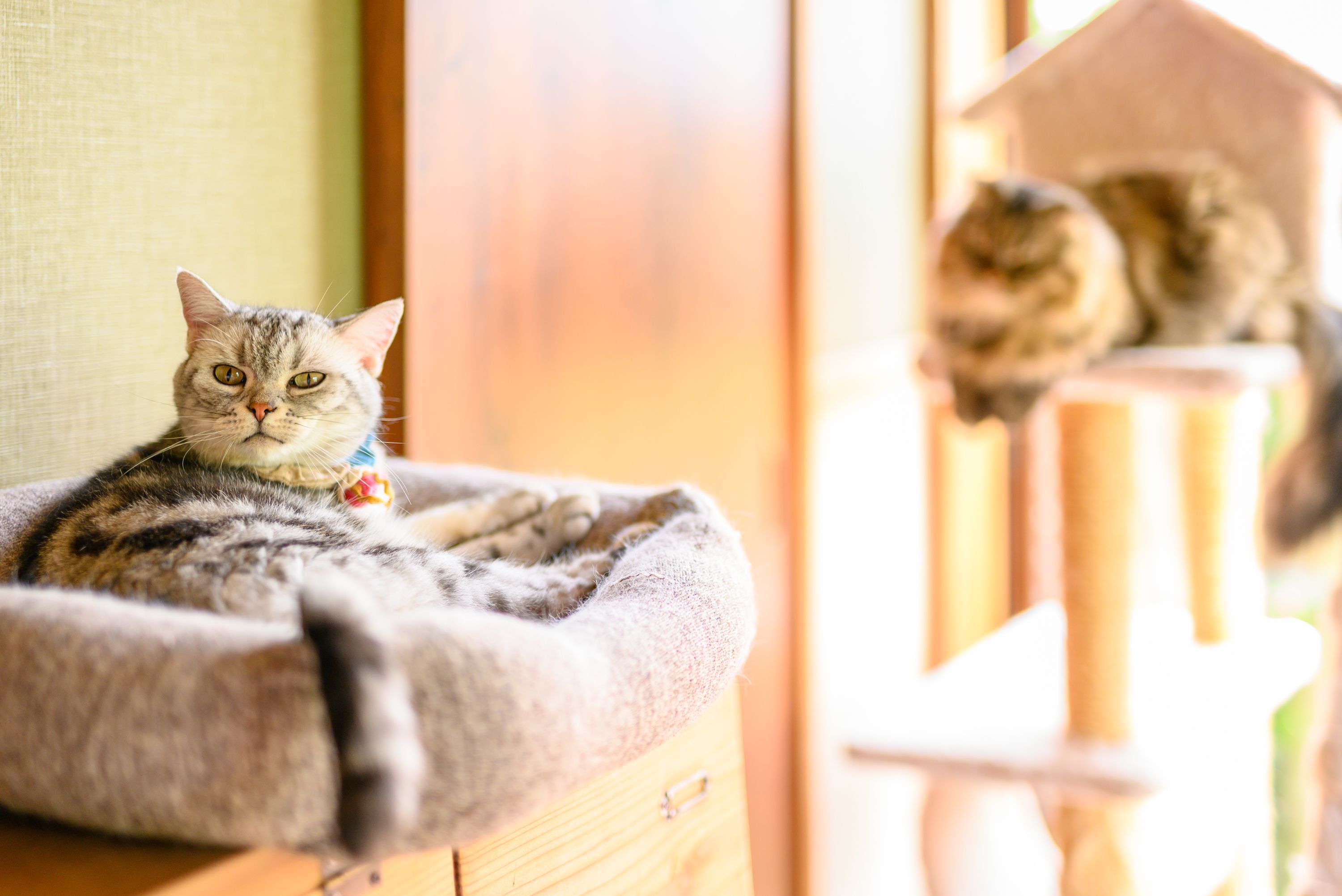A cat bed with a cat sitting inside it.