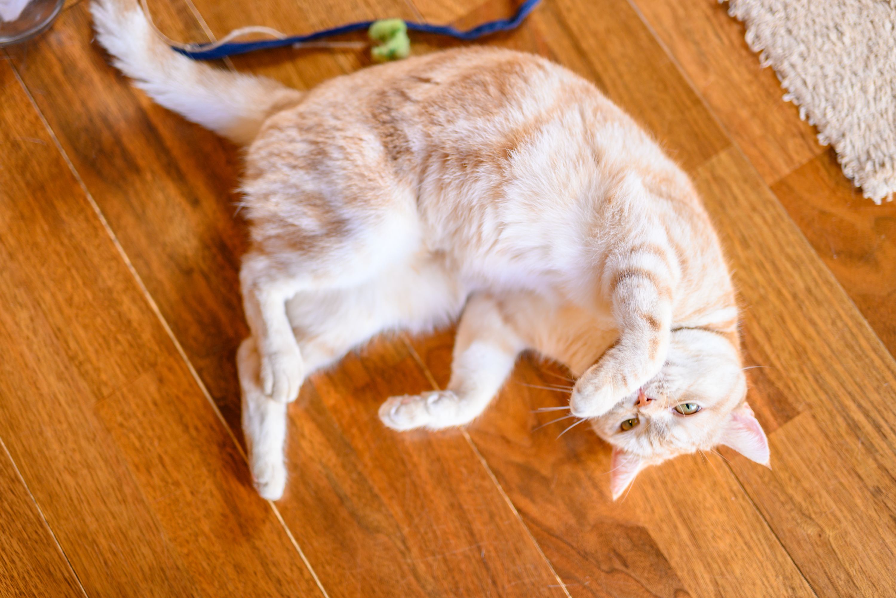 Un gato descansando sobre un suelo de madera.