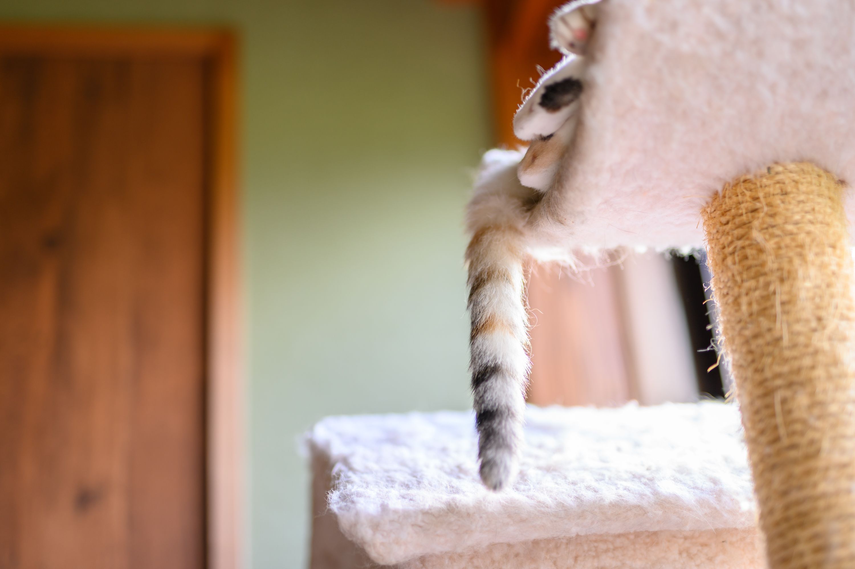 A close-up of a cat's paw on a scratching post.
