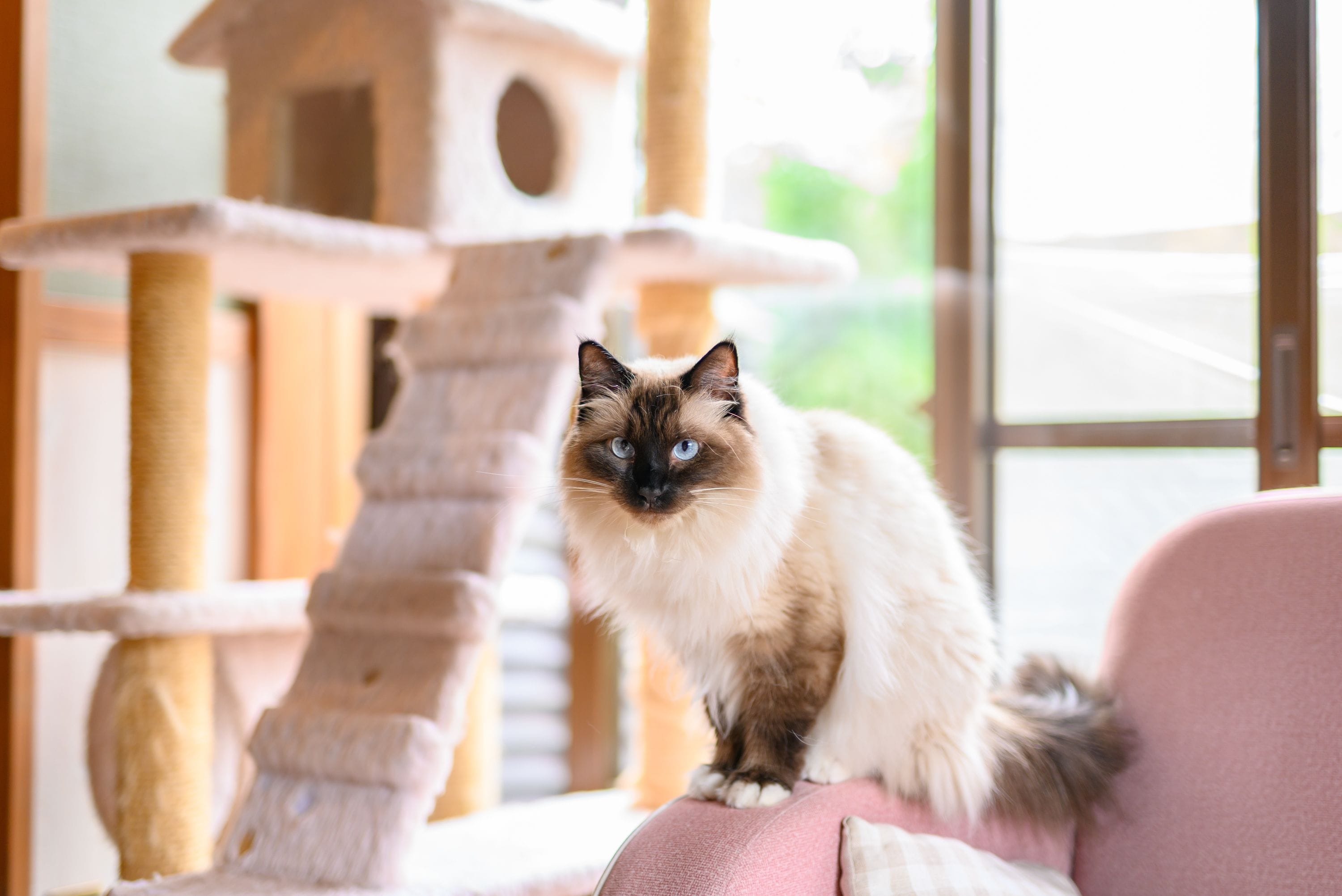 A cat sitting on a pink chair in a room with a cat tree and a window.