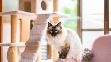 A cat sitting on a pink chair in a room with a cat tree and a window.