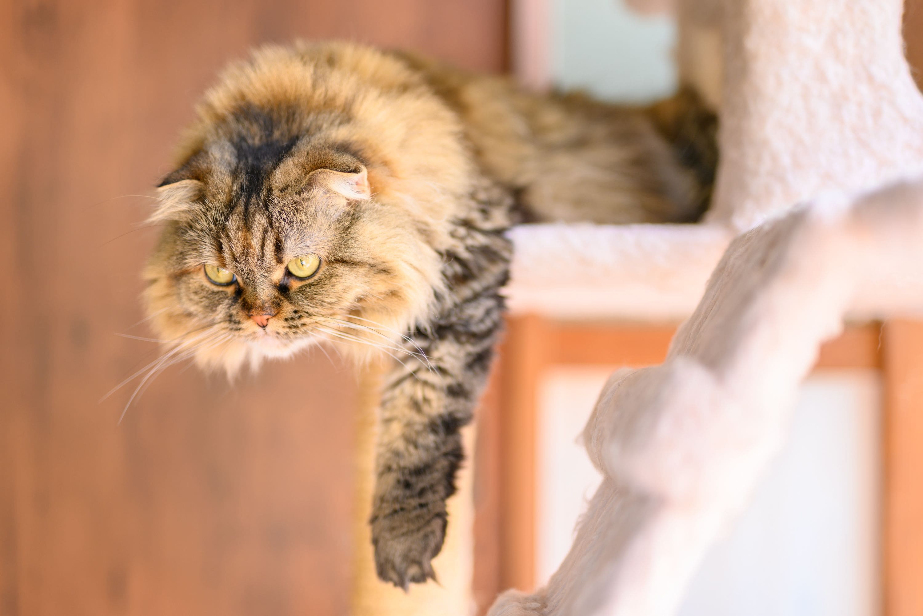 A cat with a fluffy coat and a striped pattern, resting on a wooden structure.