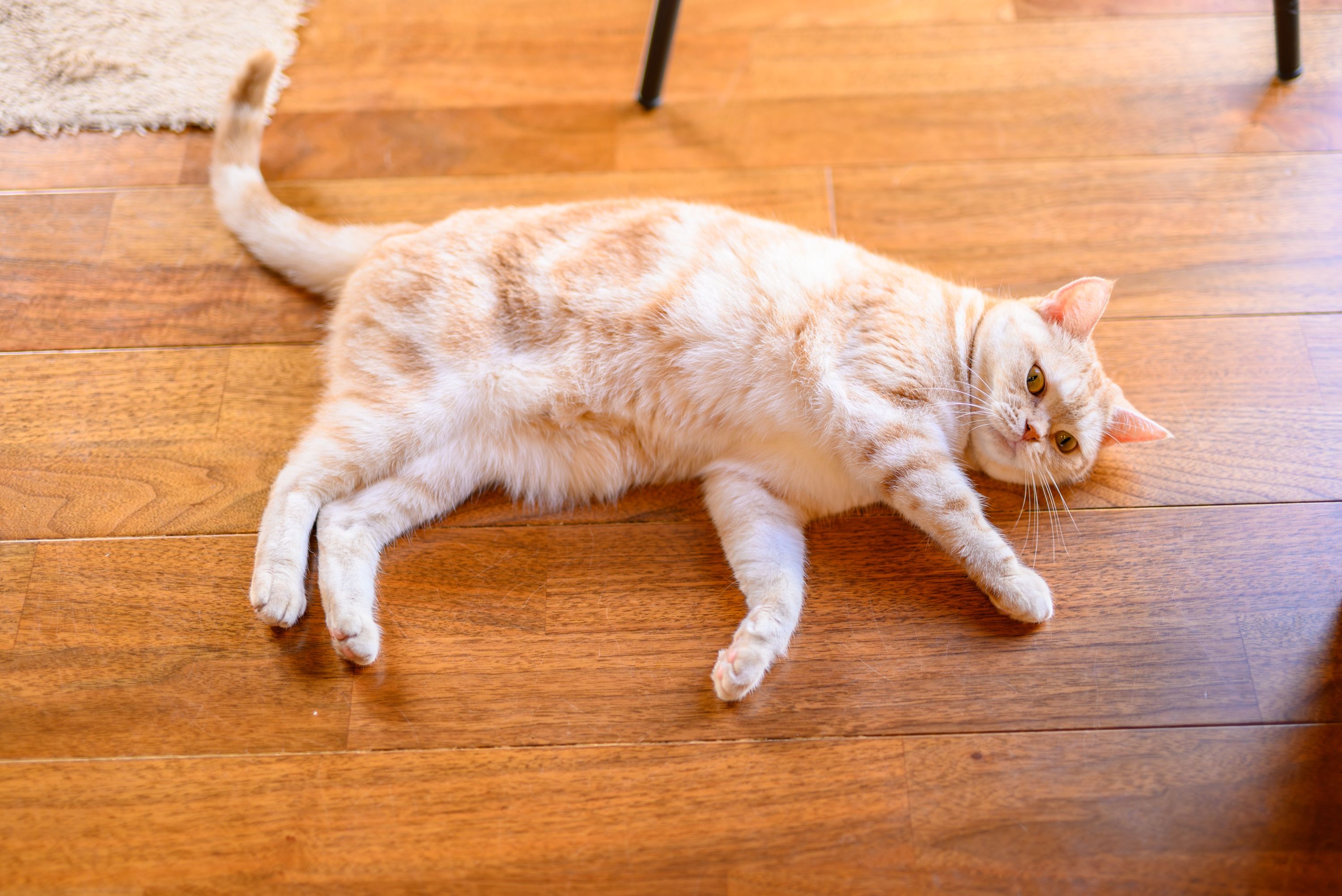 A cat lying on a wooden floor.