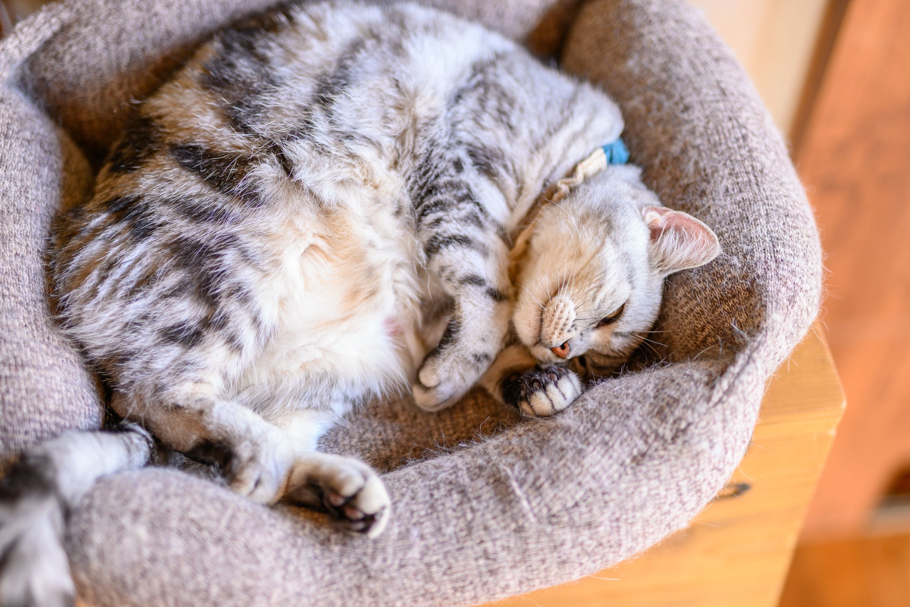A cat lying in a cozy, circular, fabric bed.