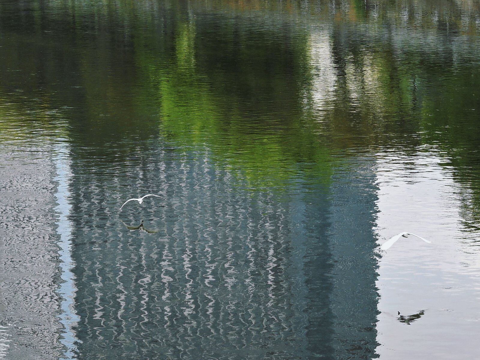 Un cuerpo de agua tranquila que refleja árboles y un pájaro volando.