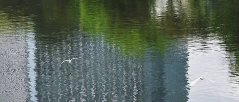 A calm body of water reflecting trees and a bird in flight.