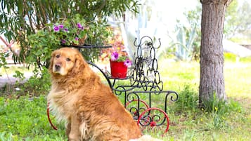 Pet-friendly