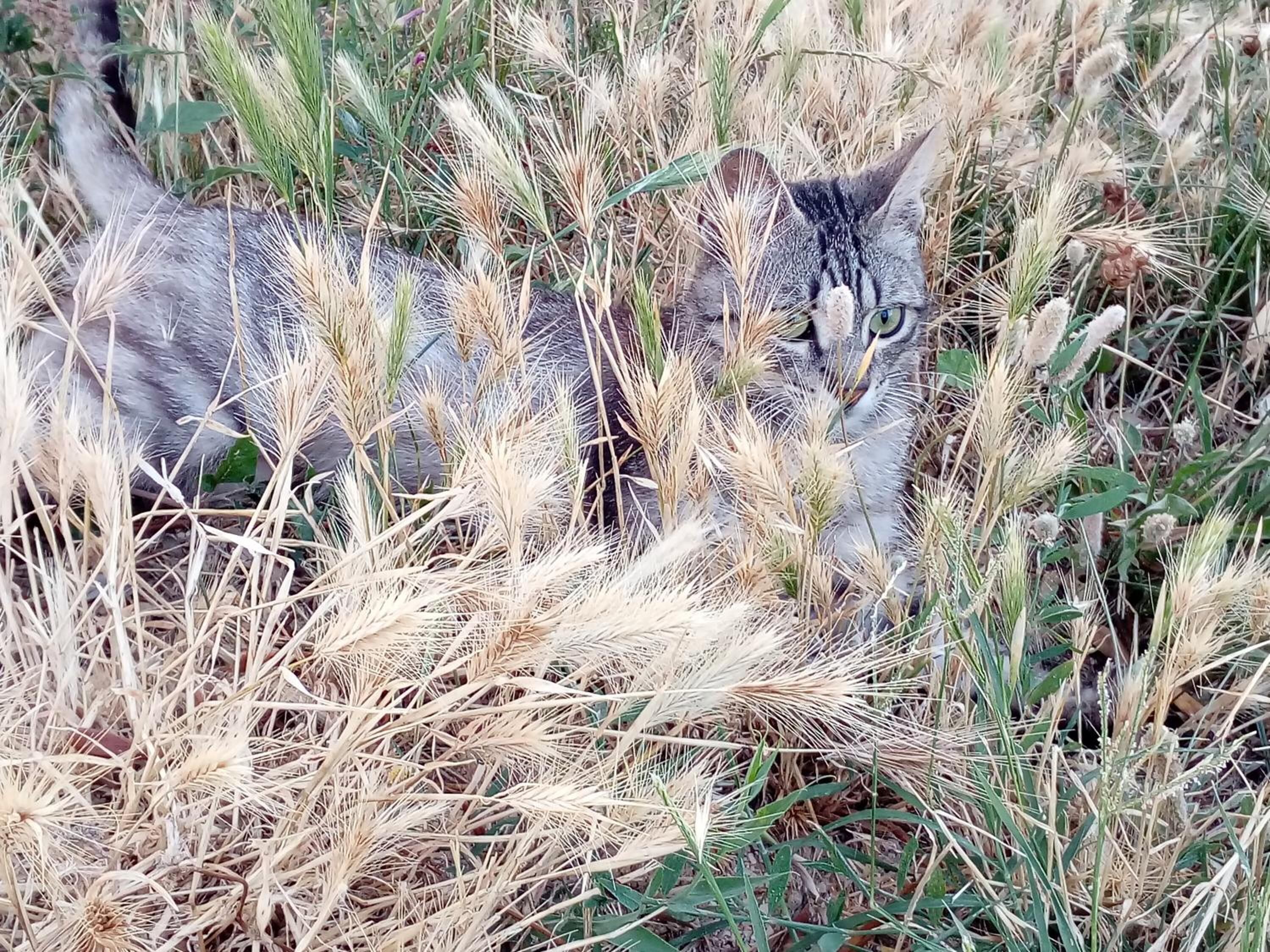 A cat in a field of tall, dry grass.