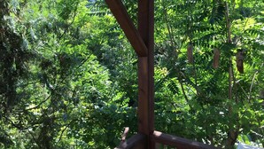 A wooden structure with a view of dense green foliage. - Emiroglu Konak (Safranbolu)