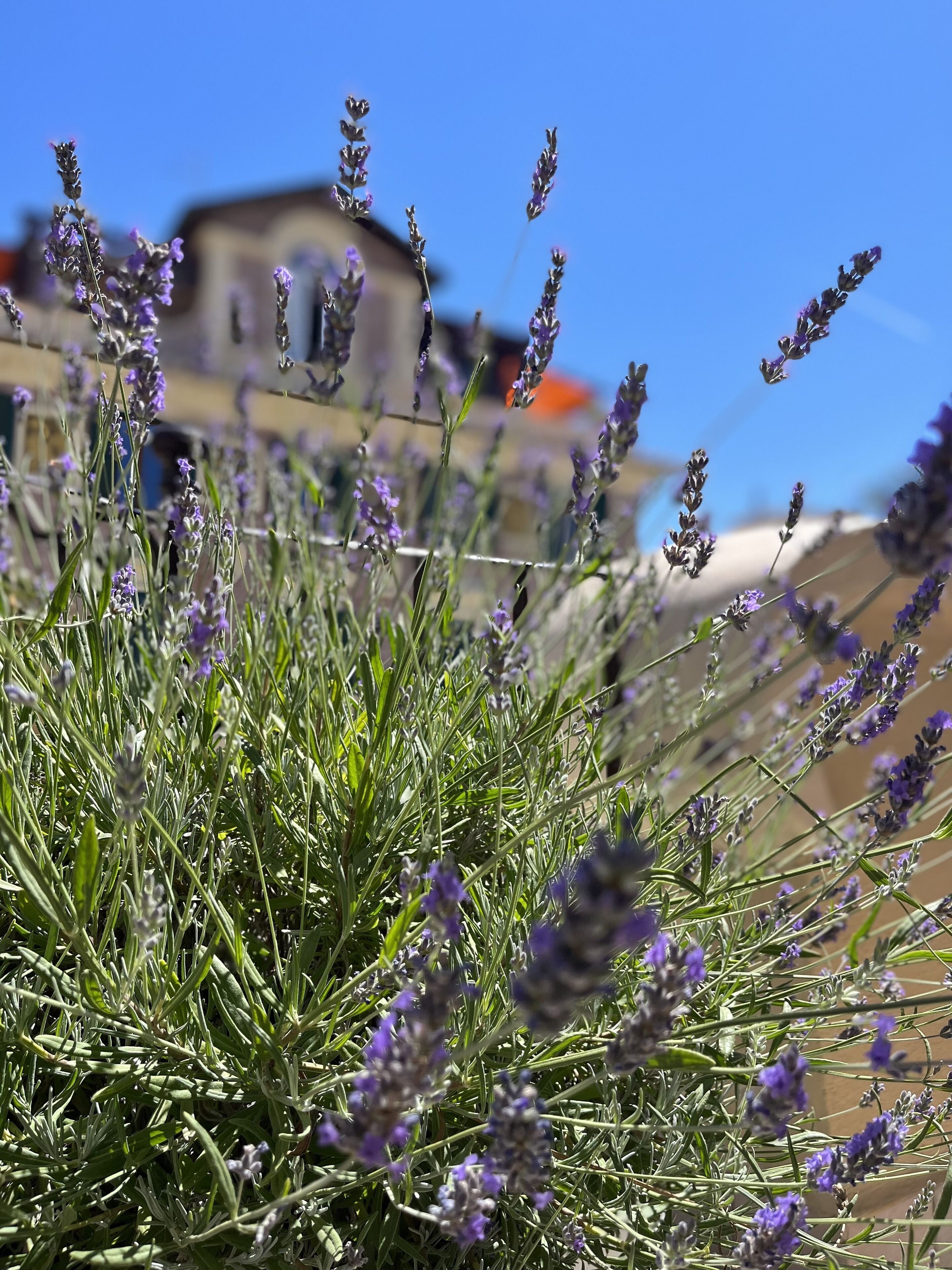 Um close-up de plantas de lavanda com um edifício ao fundo.