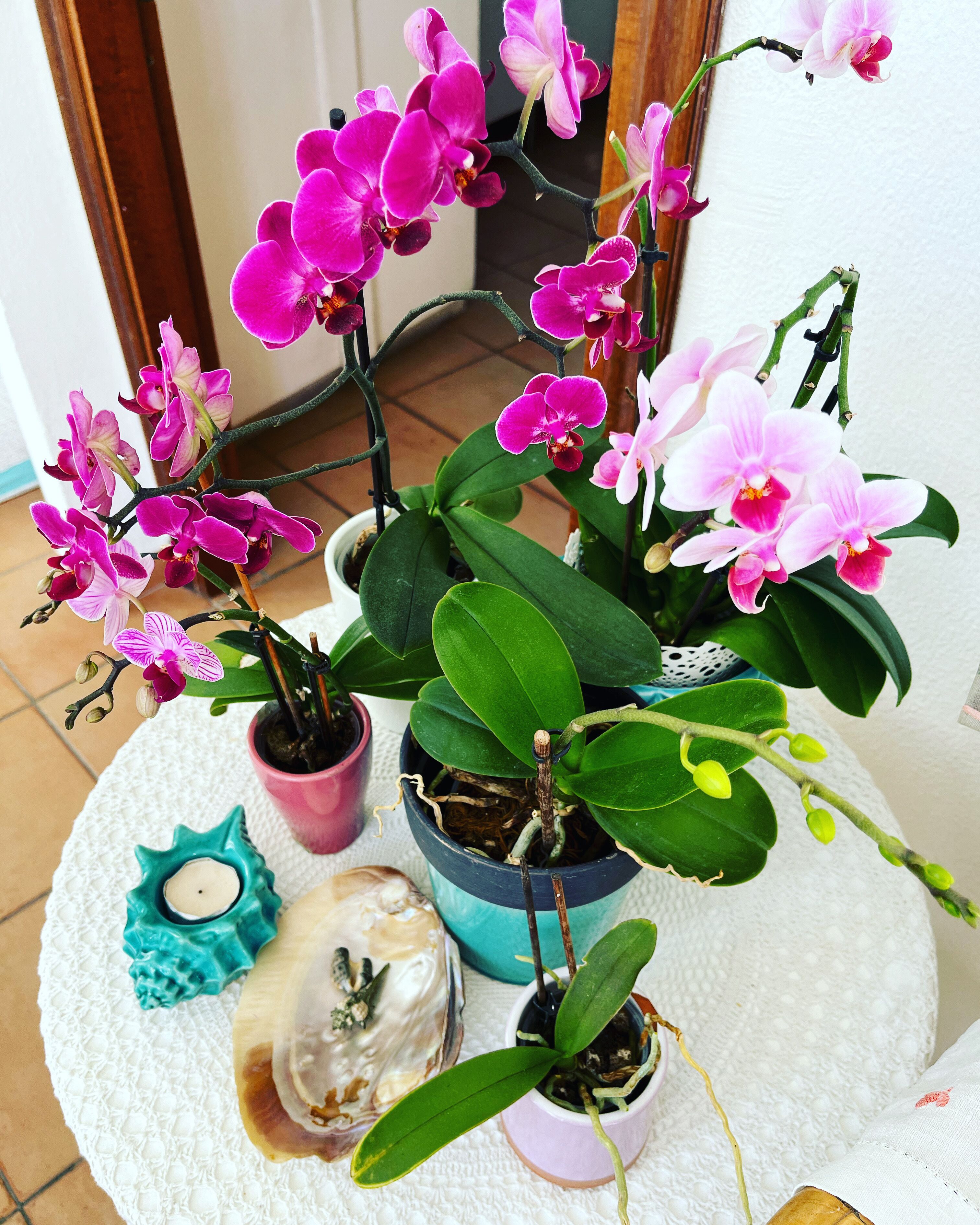 A potted orchid plant with pink and white flowers, a teal candle holder, and a small decorative item on a white textured surface.