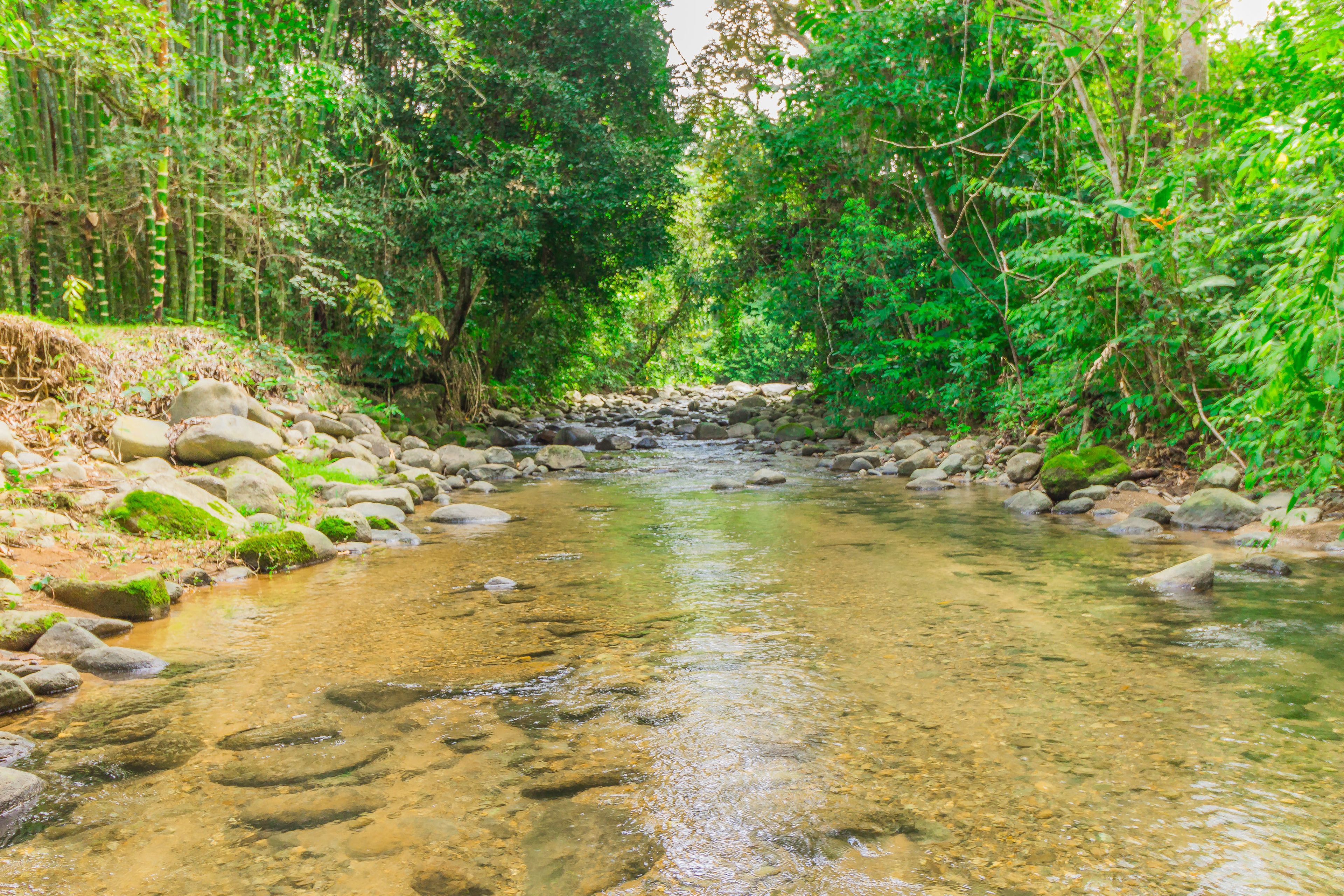 A clear stream surrounded by lush greenery and rocks.