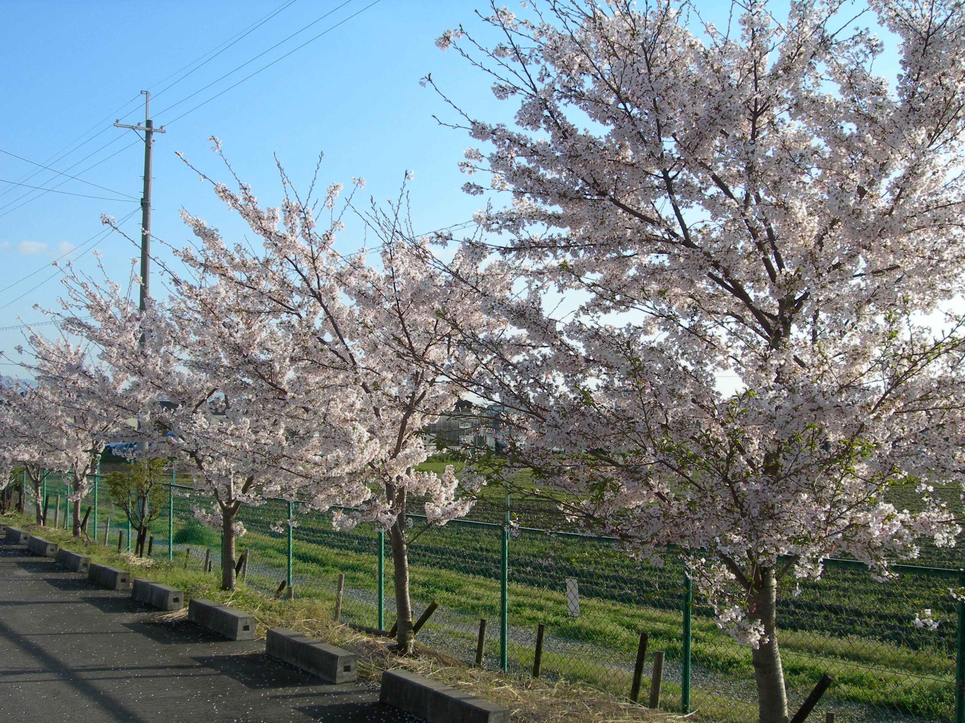 A row of cherry blossom trees along a paved path with a green fence and a utility pole in the background.